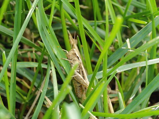 a grey grasshopper is sitting in the green grass