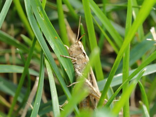 a grey grasshopper is sitting in the green grass