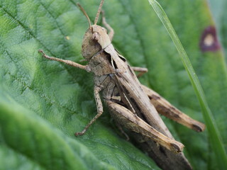 a grey grasshopper is sitting in the green grass