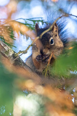 Red Squirrel Peek - obrazy, fototapety, plakaty