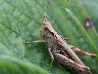 a grey grasshopper is sitting in the green grass