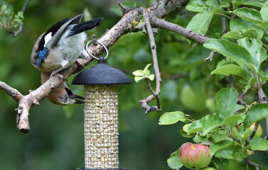 Eichelhäher am Futterplatz 