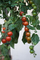 A bunch of cherry  tomatoes at the plant