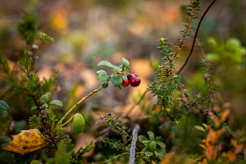 Closeup of cowberries growing in a forest in the daylight in autumn with a blurry background