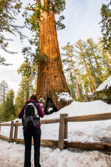 Girl in Sequoia National Park, United States Of America