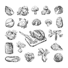 Collection of monochrome illustrations of cabbage in sketch style. Hand drawings in art ink style. Black and white graphics.