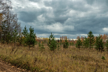 Autumn forest against the background of the cloudy sky.