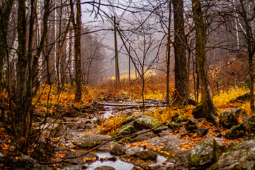 autumn in the forest