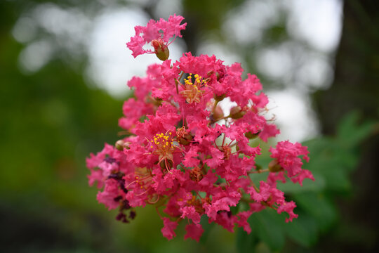 百日紅images Browse 1 7 Stock Photos Vectors And Video Adobe Stock