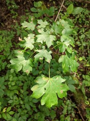 green leaves in the forest