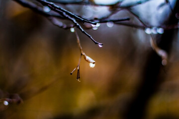 autumn leaves on the tree