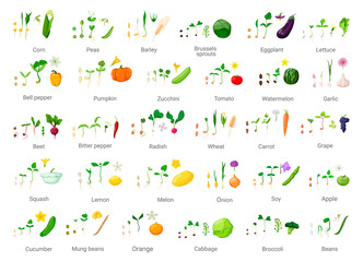 Chains of germination of seeds. Detailed illustration of the growth of vegetables and fruits.