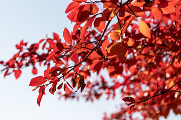 Schwarzer Tupelobaum im Herbst