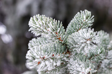 Naklejka na ściany i meble snow covered branches of pine