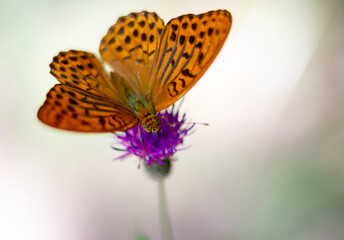 butterfly on flower