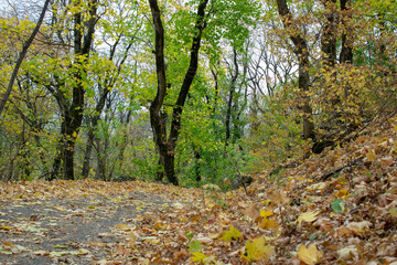 autumn in the forest