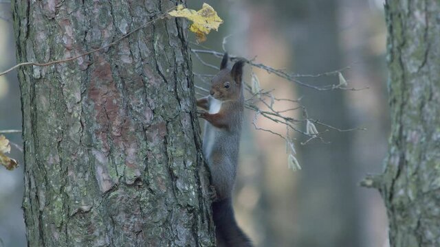 Wild squirrel climbing in tree sitting on the branch