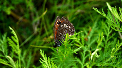 butterfly on grass