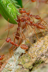 a group of weaver ants looking for a drink from the water at the end of the grass leaves
