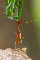 a group of weaver ants looking for a drink from the water at the end of the grass leaves