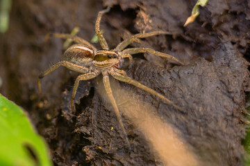 macro photo of spider in the garden
the spider is waiting for its prey
usually eat small insects, flies, mosquitoes and even grasshoppers
