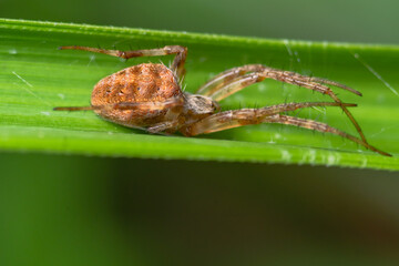 macro photo of spider in the garden
the spider is waiting for its prey
usually eat small insects, flies, mosquitoes and even grasshoppers