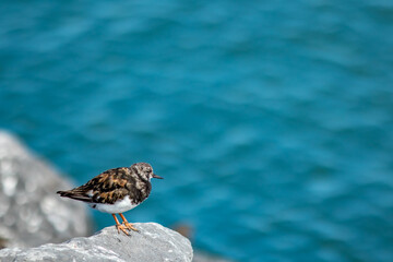 Minimalistic view, sea bird, peer of Oostende, Belgium