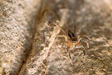 macro photo of spider in the garden
the spider is waiting for its prey
usually eat small insects, flies, mosquitoes and even grasshoppers