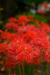 彼岸花,ヒガンバナ,曼殊沙華
