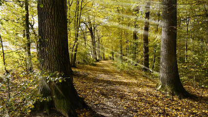 Sonnenstrahlen leuchten in den herbstlichen Laubwald Landschaften.
