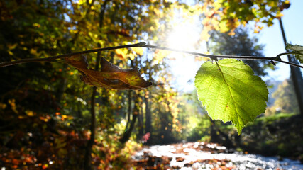 Autumn leaf over a fresh water creek. 