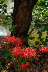 彼岸花,ヒガンバナ,曼殊沙華
