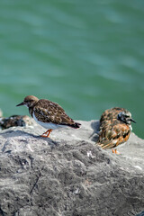 Social life of birds at the peer of Oostende, Belgium. Sunny summer day. Selective shallow focus,
