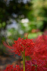 彼岸花,ヒガンバナ,曼殊沙華
