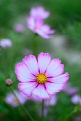 コスモス