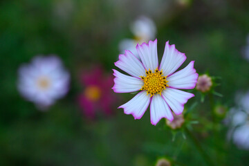 コスモス