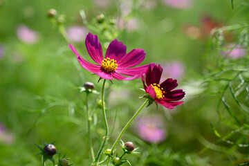 コスモス