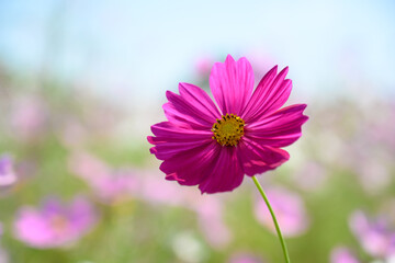 コスモス