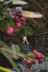 A spider on a web full of rain drops 