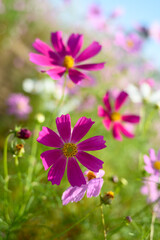 コスモス