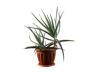 aloe flower in a pot on a white background