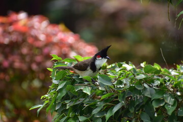 Red whiskered bulbul sitting on a tree
