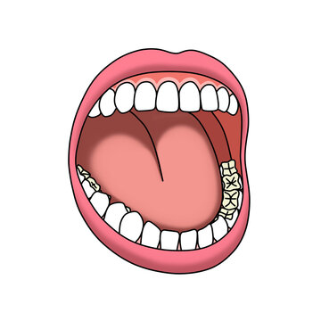 人間の口（歯、唇、舌）