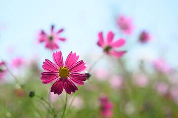 コスモス