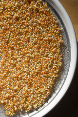 close up of cressweed sprouts on a white plate with sprout strainer and wooden background