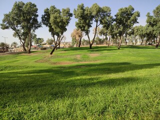 tree in the field, green park