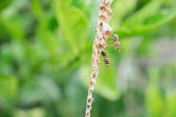 Close-up of Asian hornet or a paper wasp perches and is active in its nest hanging on the tree in the backyard