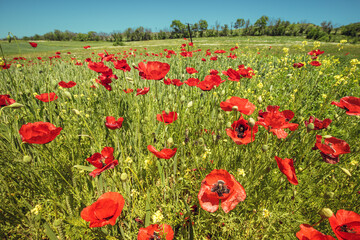 Panoramic scenic view of the field with blooming red poppies. The concept of agriculture and plant cultivation of papaver flowers