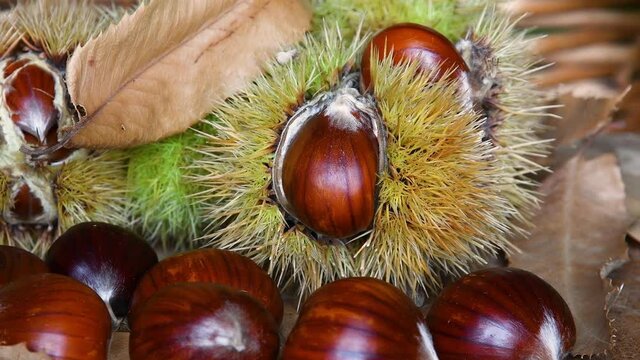 Closeup of freshly picked chestnuts with hedgehogs on wood. October, chestnut harvest time. Typical fresh autumn fruits.