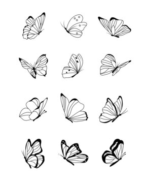 Set of butterflies on a white background